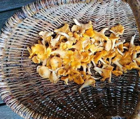 Wyciszek - Mazurska * Węgorzewo