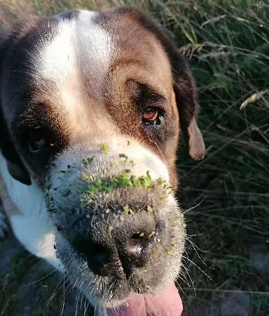 Feriegård Wyciszek - Mazurska *