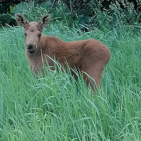Wyciszek - Mazurska * Węgorzewo