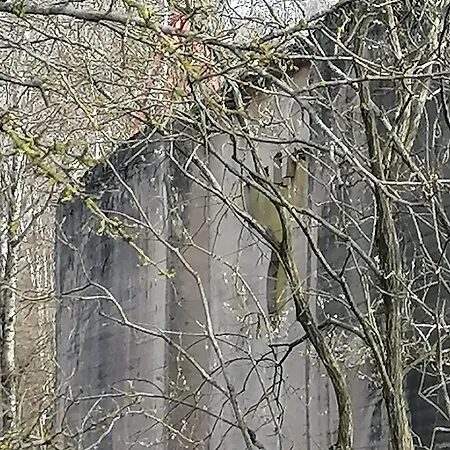 Wyciszek - Mazurska